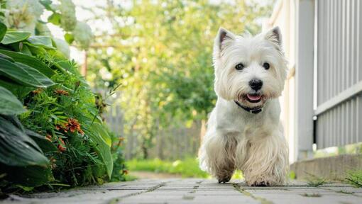 West highland 2024 white terrier